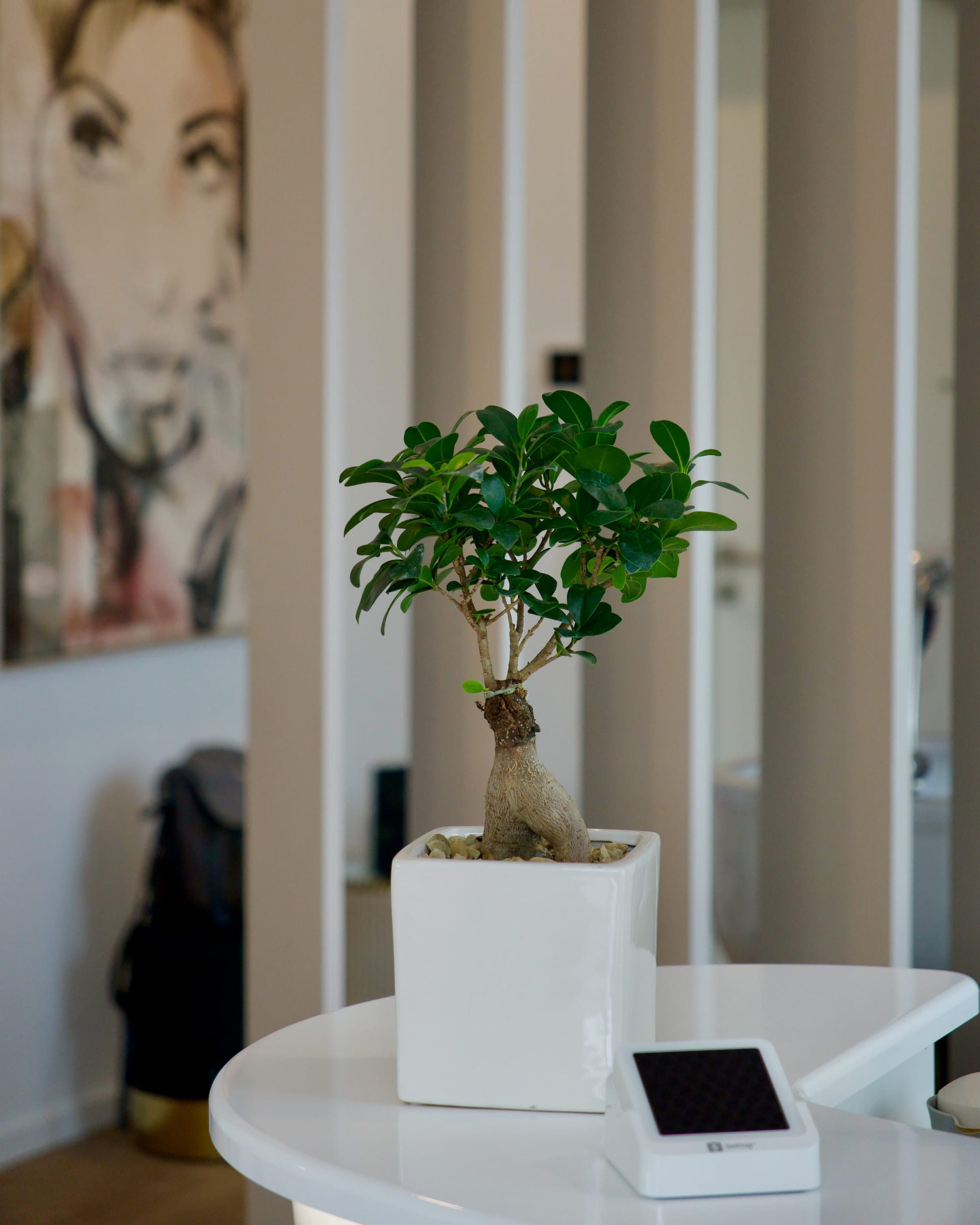 Bonsai auf dem weißen Empfangstresen vor den Holzlamellen